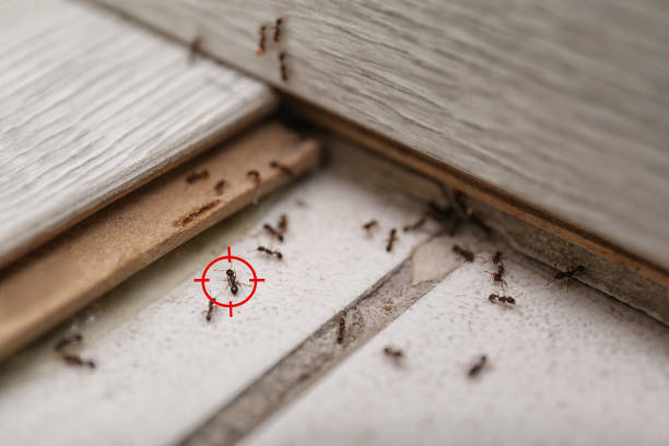 Wildlife Control Services in Pflugerville, TX