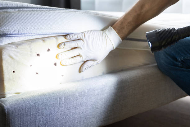 Best Pest Control for Businesses  in Pflugerville, TX