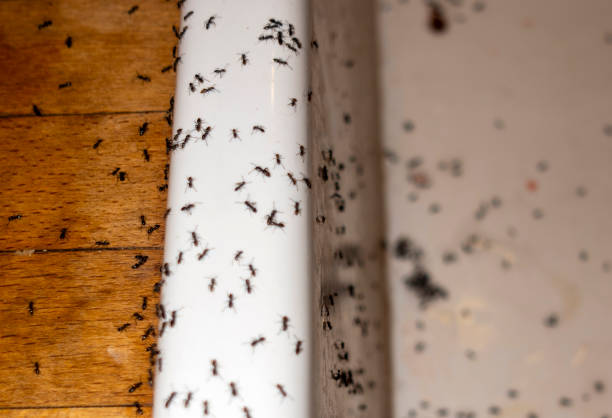 Best Pest Control Near Me  in Pflugerville, TX