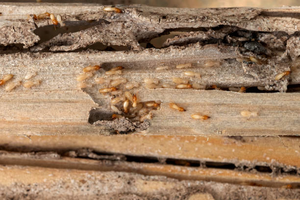 Best Pest Control Near Me in Pflugerville, TX